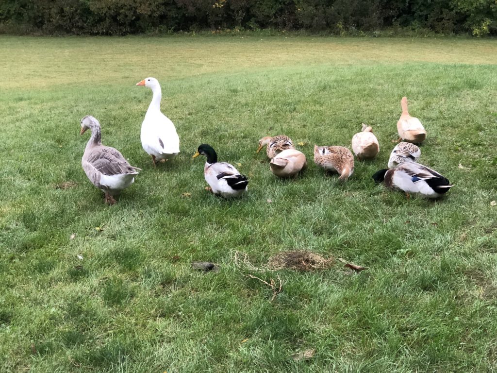 Flock on a walk